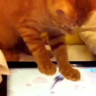 【特集】『ゲームで遊ぶ動物たち』15選