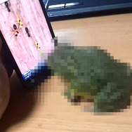 【特集】『ゲームで遊ぶ動物たち』15選