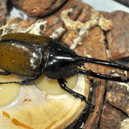 【レポート】【レポート】新作『新甲虫王者ムシキング』PRイベント…夏はスカイツリーで「大昆虫展」