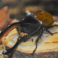 【レポート】【レポート】新作『新甲虫王者ムシキング』PRイベント…夏はスカイツリーで「大昆虫展」