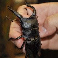 【レポート】【レポート】新作『新甲虫王者ムシキング』PRイベント…夏はスカイツリーで「大昆虫展」