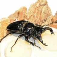 【レポート】【レポート】新作『新甲虫王者ムシキング』PRイベント…夏はスカイツリーで「大昆虫展」