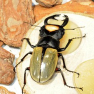 【レポート】【レポート】新作『新甲虫王者ムシキング』PRイベント…夏はスカイツリーで「大昆虫展」