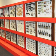 【レポート】【レポート】新作『新甲虫王者ムシキング』PRイベント…夏はスカイツリーで「大昆虫展」