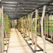 【レポート】【レポート】新作『新甲虫王者ムシキング』PRイベント…夏はスカイツリーで「大昆虫展」