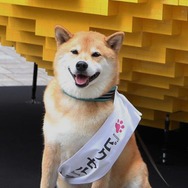 宣伝ワンに就任した柴犬“まる”