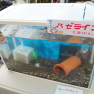 「フィグライフ！」第15回：ミクダヨーさんと一緒にふらり2泊3日徳島「マチ★アソビ」の旅【後編】