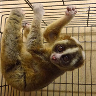 「ニコニコ超会議2016」会場は幕張メッセ＋QVCマリンフィールドに…刀鍛治の参戦や「ドローン大運動会」実施も決定