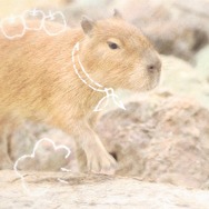 『牧場物語 3つの里の大切な友だち』に「ハム太郎」が登場！新たな結婚候補「イナリちゃま」も