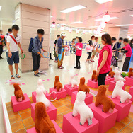 Aqoursメンバーが全員集合!スクフェス感謝祭2016に51149名 動員大幅増で大盛況