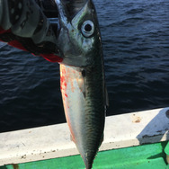 【レポート】リアルつりびとが『ポケモンGO』片手に大海原へ！相模湾ポケモン生態調査