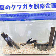 日本一ソフトウェア、クワガタ観察生放送配信！昆虫界最強のハサミ使いを24時間観察