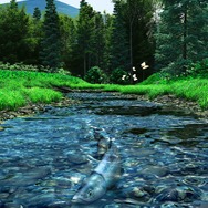 フィッシュアイズWii