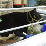 【レポート】『とびだせ どうぶつの森』が出展する「ジャパンハーヴェスト 2016」でトラクタに乗ってきた