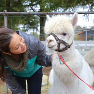 【特集】女子はアルパカ牧場でゲームをキャプれるか―秋の那須高原へ