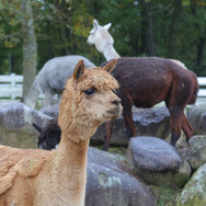 【特集】女子はアルパカ牧場でゲームをキャプれるか―秋の那須高原へ