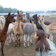【特集】女子はアルパカ牧場でゲームをキャプれるか―秋の那須高原へ
