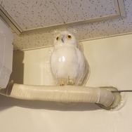 【インタビュー】「最も評価の割れたサバイバルホラーゲーム」を生み出したSWERYが独立、今後の活動や『D4』はどうなるのか