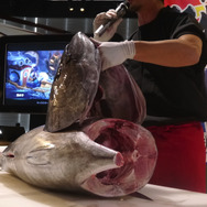 【レポート】『フィッシュアイランド 2』キックオフパーティーに行ったら突然マグロ解体ショーが始まった