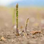 【特集】『エグリア』の精霊を喚び出すために北海道で朝採れアスパラを収穫してきた