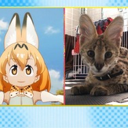 アニメ「けものフレンズ」のフレンズたちが「生き物にサンキュー!!」に登場！ 本日6月21日の夜7時より