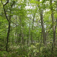 【特集】『ゼルダの伝説 BotW』のような美しい風景を求めて！ 支笏湖にハイラルの面影を見る（北海道編）