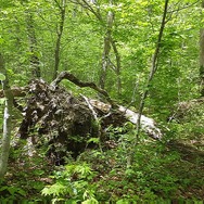 【特集】『ゼルダの伝説 BotW』のような美しい風景を求めて！ 支笏湖にハイラルの面影を見る（北海道編）