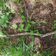 【特集】『ゼルダの伝説 BotW』のような美しい風景を求めて！ 支笏湖にハイラルの面影を見る（北海道編）