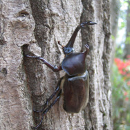 劇場版の公開記念！「ポケモンアドベンチャーinさがみ湖タウン～めざせ！虹の勇者～」を開催