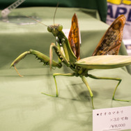 【フォトレポート】ワンダーフェスティバル2017[夏]、ディーラーブースのオリジナル作品を中心にご紹介！