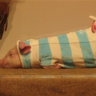 【モンスターハンターアニバーサリーパーティ】気になるWiiの『3(トライ)』と『G』の最新情報(2)