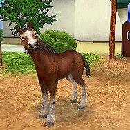 カジュアルシリーズ2980 Petz Horsez ホースズ