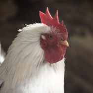 酉年のトリにプレイしてほしいオススメの鳥ゲーム5選【特集】