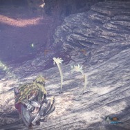 『モンハン：ワールド』マイハウスで眺めたい環境生物・第2弾―陸珊瑚＆瘴気の谷から5種をピックアップ