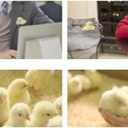 『FFXV ポケットエディション』配信を記念してスペシャルなポケットティッシュを街頭で無料配布！