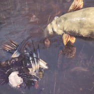 『モンハン：ワールド』モンスターの寝顔・第2弾―ジャグラスからランゴスタまで小型をピックアップ