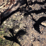 『モンハン：ワールド』×『ウィッチャー3』コラボ開催―異世界の怪物「レーシェン」が新モンスターとして登場！