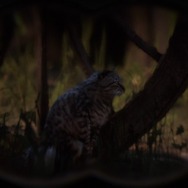 『レッド・デッド・リデンプション2』でも「猫の日」を堪能したい！ “都会の猫”と“田舎の猫”に24時間密着