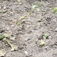 リアル牧場物語！子どもと一緒に庭に種を巻いたら、ドラえもん農場に行きたくなった