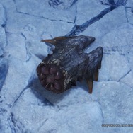 『モンハン：アイスボーン』新登場モンスター達の“尻尾”に大注目！細部まで作り込まれた切断面をじっくり観察してみないか【特集】