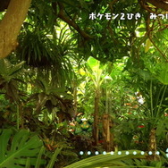 『ポケモン』あなたは見つけられる?森に隠れたポケモンを探し出す「ポケモンどこかな?」が話題に!“森自体がキョダイマックスカビゴン”などの回答も