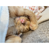 【富士フイルムVETシステムズと東京都獣医師会】小笠原諸島での保護猫活動20周年を記念したフォトコンテスト～入賞者を発表～